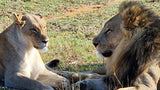 Yoga, sport and inspiration. Safari Laluka Safari Lodge.